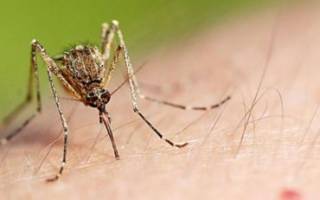 Помощь при укусах комаров