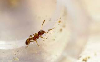 Как дышат муравьи