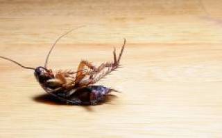 Как разводить регент от тараканов