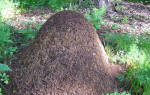 Что едят большие муравьи