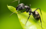 Чем полезны муравьи объяснить ребенку