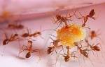 Как избавиться от муравьев в доме за 1 день