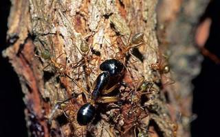 Как бороться с муравьями в частном доме