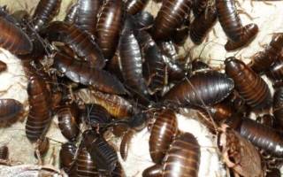 Как травят тараканов службы в квартире