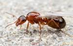 Домашние муравьи с крыльями как избавиться