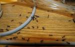 Чего не любят домашние муравьи
