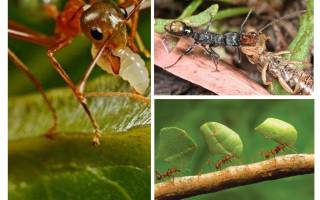 Чем вредят муравьи в огороде