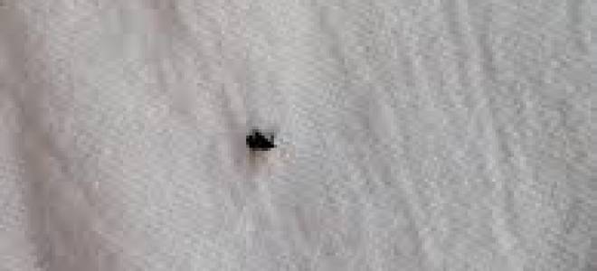 Как умирают клопы