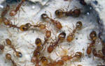 Черные муравьи дома как избавиться причины