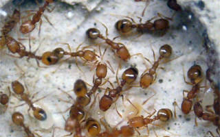 Черные муравьи дома как избавиться причины