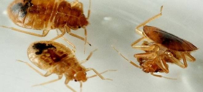 Как выглядят квартирные клопы