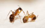 Как вывести из квартиры маленьких муравьев