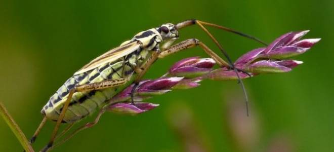 Как бороться с клопом слепняком на клубнике