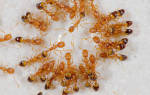 Дома завелись рыжие муравьи как от них избавиться