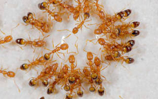 Чем травить рыжих муравьев в квартире