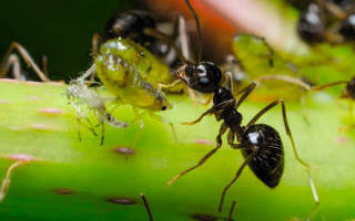 Что делают ночью муравьи