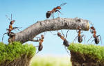 К чему во сне муравьи
