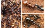 Как быстро размножаются муравьи