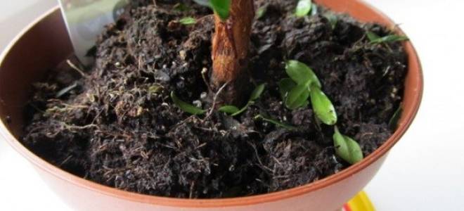 Что делать в цветах завелись мошки