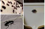 Как избавиться от тараканов черных