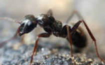Как сделать муравьиный спирт в домашних условиях из муравьев
