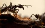 Как бороться с черными муравьями в квартире