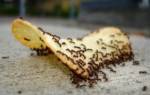 Как вывести муравьев из дома в домашних условиях нашатырным спиртом