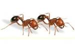 Как избавиться от муравьев на клумбе с цветами