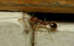 Желтые муравьи в квартире как избавиться