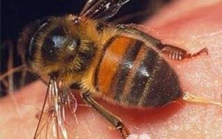 В чем заключается первая помощь при укусе пчелы