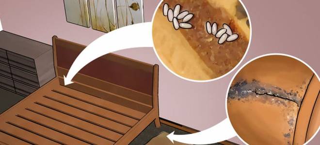 Как живут клопы в квартире