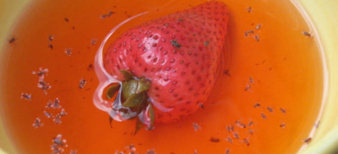 Чем вывести мошек на кухне