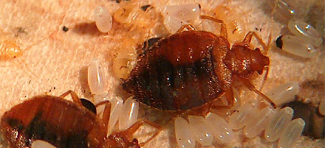 Клоп постельный от чего появляется