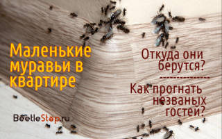 Откуда берутся муравьи в квартире и как от них избавиться