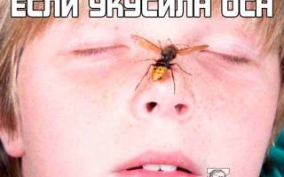 Укус в голову осы