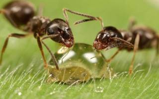 Как победить муравьев