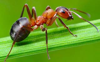 Из чего состоит муравей