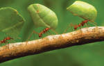 Чем травить муравьев в теплице