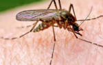 Как избавиться от укусов комаров