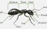 Как разводить уксус от муравьев