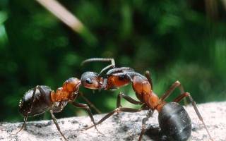 Как муравьи общаются между собой