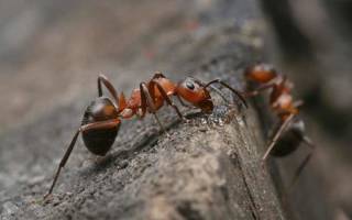 Как бороться на пасеке с муравьями