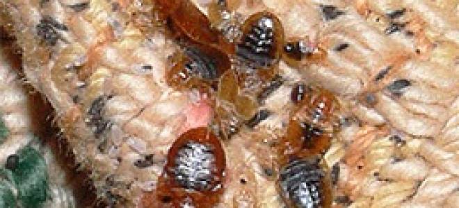 Как происходит обработка квартиры от клопов