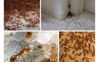 От чего появляются муравьи