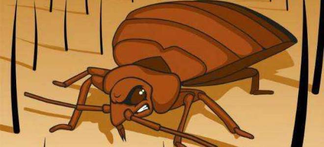 Как поймать клопа постельного