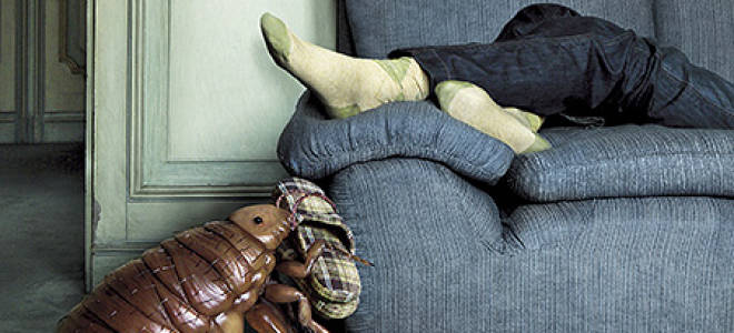 Если в диване завелись клопы что делать