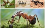 Чем в лесу полезны муравьи