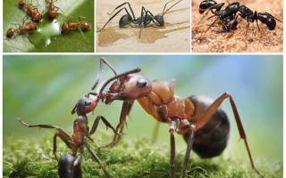 Чем в лесу полезны муравьи