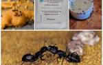 Как приготовить отраву для муравьев из борной кислоты