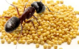 Как избавиться от муравьев на дачном участке с помощью пшена